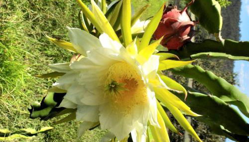 Quinta de S. Vicente 317 - Foto 3