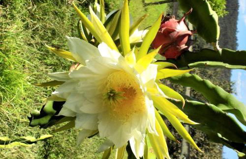 Quinta de S. Vicente 317 - Foto 3