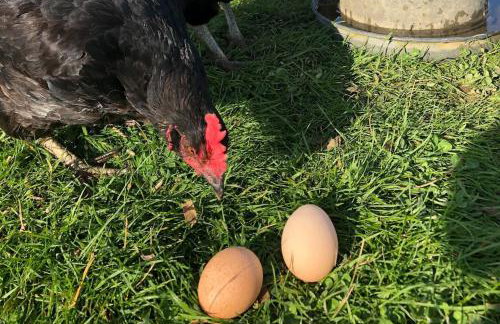 Whittlewood Shepherd's Hut in Silverstone, Cosy, Rural, Views - Photo 22