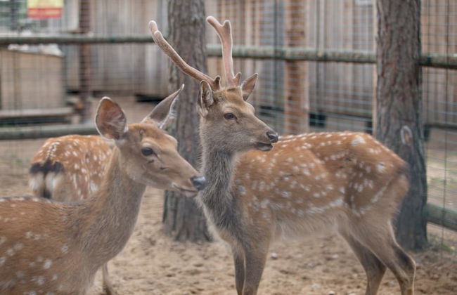 Shishki na Lampushke - Bavarsky Khutor - Foto 13