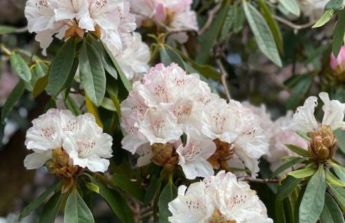 Limefield Mansion House - Foto 48