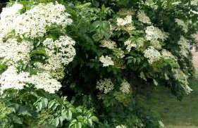 Stara Iža - Foto 19