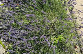 Pensjonat Eden Apartament 5 - Foto 3