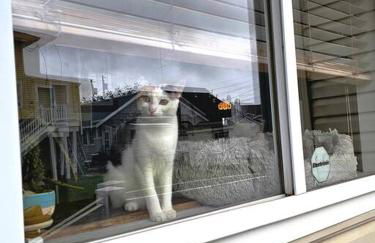 All Season Holiday Seashore Getaway! - Foto 40