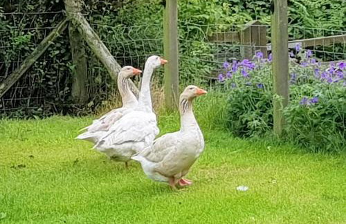 2 Bed in Presteigne oc-75066 - Foto 21