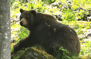 AnNo - Wohlfühlen am Bachal in Altschönau - Foto 33