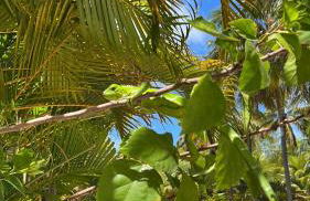 Maracajau Luxury Home - Villa-Mar-a-Villa - Foto 55