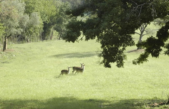 Il Daino Bianco Country Hotel - Foto 65
