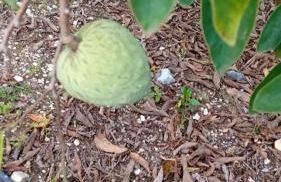 Quinta da Tranquilidade - Foto 21