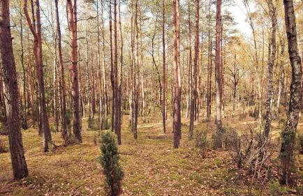 Masuria Warsaw - dom na wyłączność - w lesie i przy rzece - 15 min od Warszawy - Foto 60