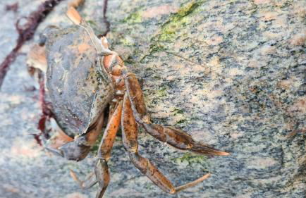 Ferienhaus Piratennest - Foto 15