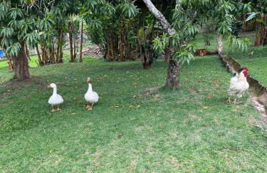 Chácara Saluti - Foto 33