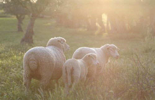 Quinta da Tapada de São Pedro - Foto 53