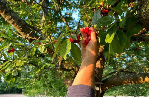 Domaine des Cerisiers - Piste cyclable reliant Honfleur - Parking privé & grand jardin - Foto 28