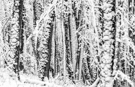 Siedlisko Przy Lesie Alpaka 3 - Foto 61