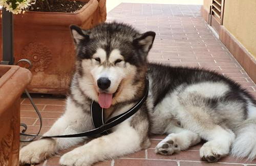 "La Terrazza di Castiglione" APPARTAMENTI VACANZA - Foto 11