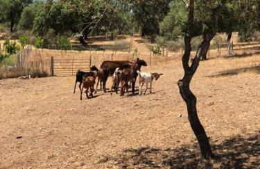 Casa do Forno Évora retreat - Foto 44
