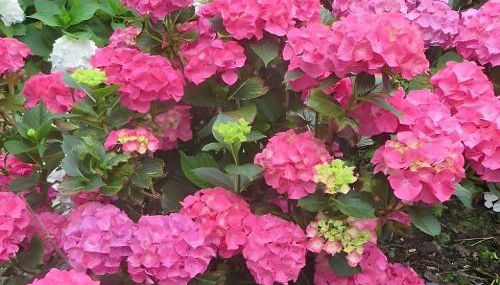 Au Mont D'en Face - Les Hortensias - Foto 2