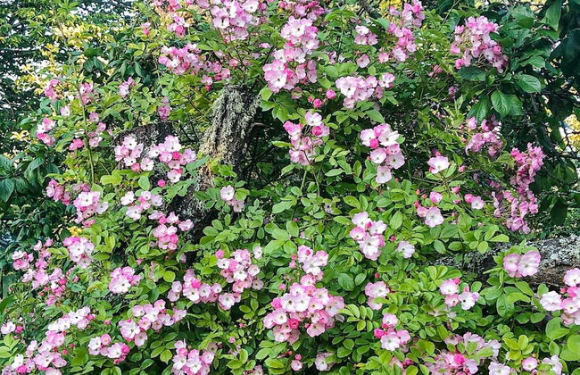 4 Person Holiday Home in Bjorko-by Traum - Foto 45