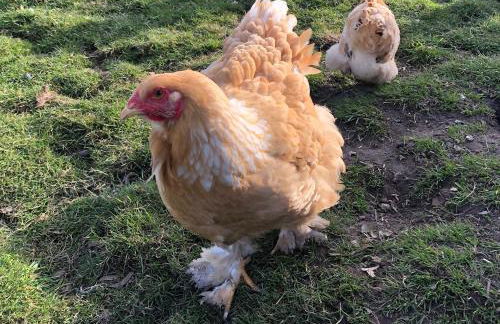 Llys Onnen - North Wales Holiday Cottage - Foto 35