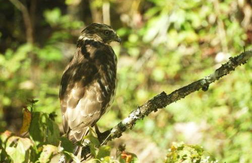 Yogi House Meditation Retreat - Foto 27