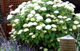 Apartment mit Gartenblick - Foto 18