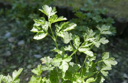 Quater Apartments - Tremezzina - Foto 46