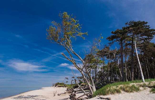 Schwedenglück Prerow - Foto 21