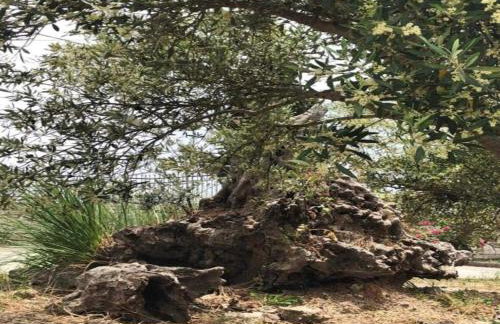 Villa in Axos with Pool near Panormo Beach - Photo 26