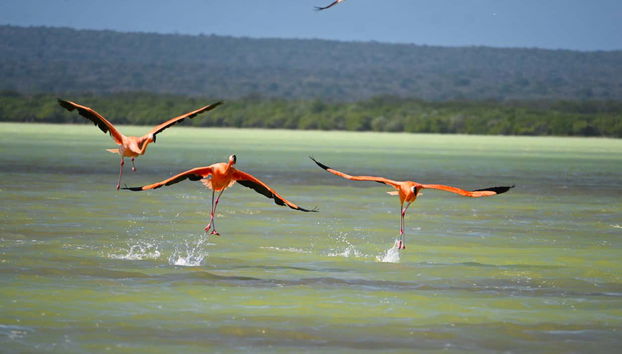 Excursion à la lagune d'Oviedo avec observation des flamants roses - Photo 4, Observez plusieurs espèces animales