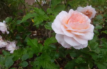 in die Ferien mit 16 Freunden - Foto 42