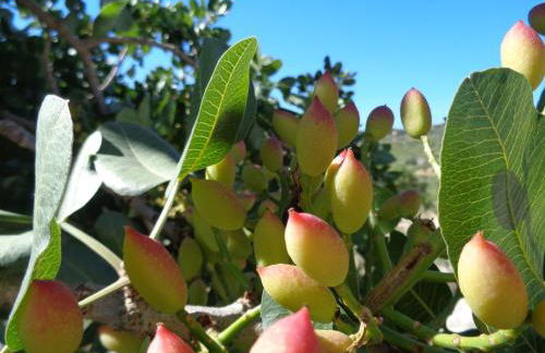 Agriturismo Baglio del Melograno - Foto 15