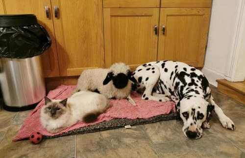 Glen Bay - 2 Bed Lodge on Friendly Farm Stay with Private Hot Tub - Foto 45