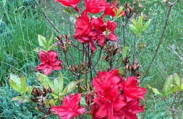 Dom w Sąpach - Foto 44