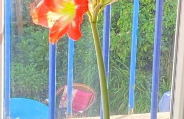 Haut de jardin dans une maison - Foto 9