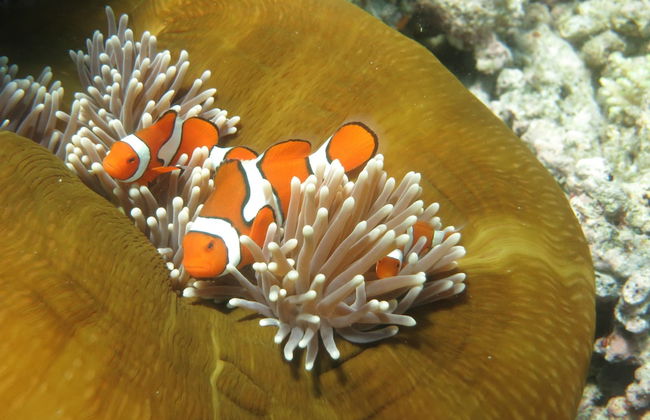 Tropical Nites - Foto 48