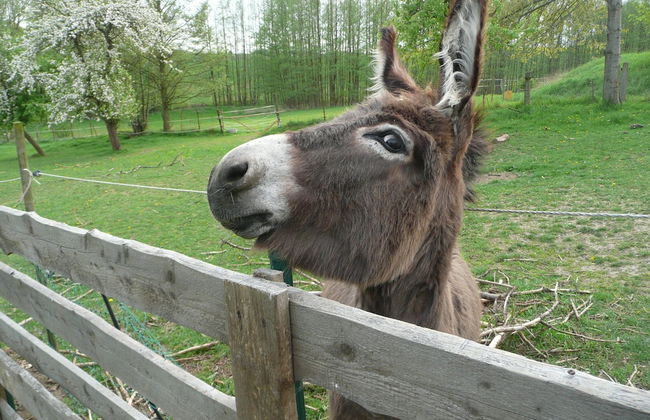 Hof Kiebitz - In Ostrau - Foto 17