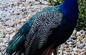 Luxury 2/2 private oasis w/Hot Tub walk to Beach - Foto 38