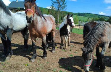 Domki w Bieszczadzkiej Dolinie - Foto 52
