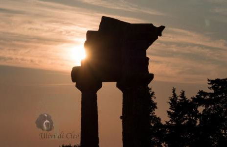 Ulivi di Cleo - Foto 57