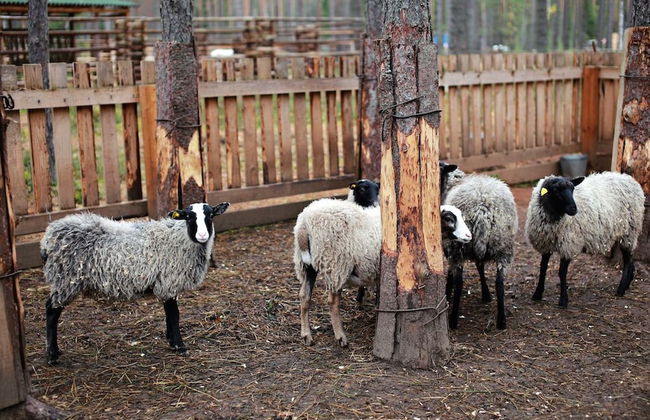 Shishki na Lampushke - Bavarsky Khutor - Foto 15