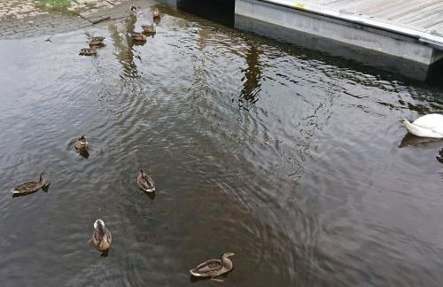 Quartier calme sur le port de plaisance et le GR34 - Foto 12