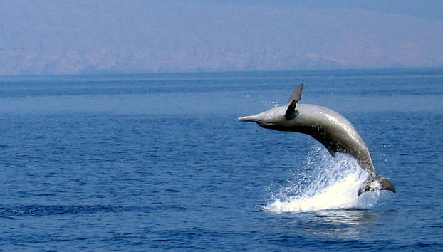 Dolphin Cruise - Photo 4