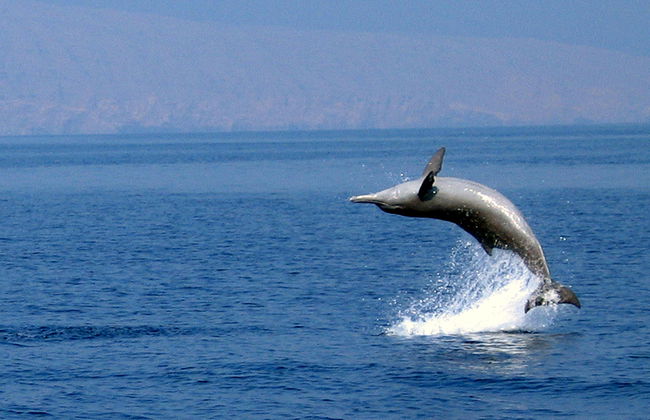 Delfin-Kreuzfahrt - Foto 4