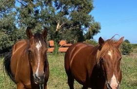 Villa Artegoikoa-Urdaibai, patrimonio de la UNESCO - Foto 40