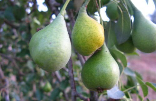 Aroggia Farm - Foto 21