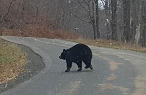 Catskills Aframe, Water View, Goat Sanctuary - Foto 40