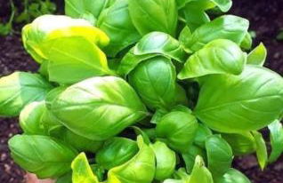 A due passi dal mare - Foto 32