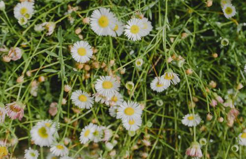 Seidia by CASALEA - Foto 39