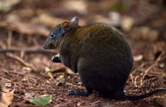 Rose Gums Wilderness Retreat - Foto 24